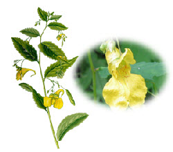 Impatiens noli-tangere