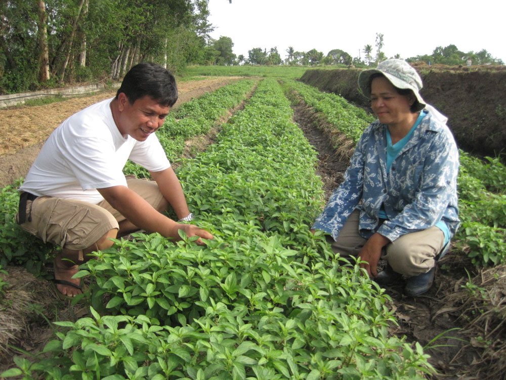 Producing Herbs Through Natural Farming Technology  Herbanext 