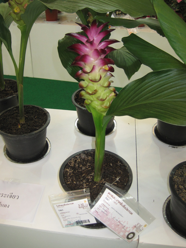 Ornamental Turmeric