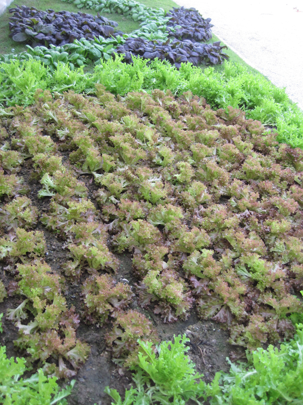 Ornamental Turmeric