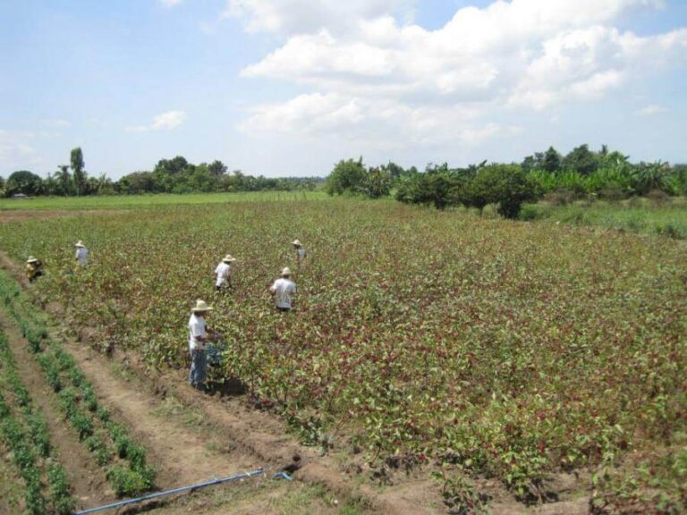 Harvesting, processing and drying organic roselle