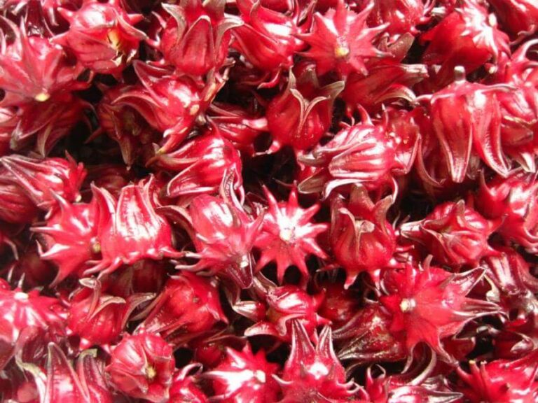 Harvesting, processing and drying organic roselle