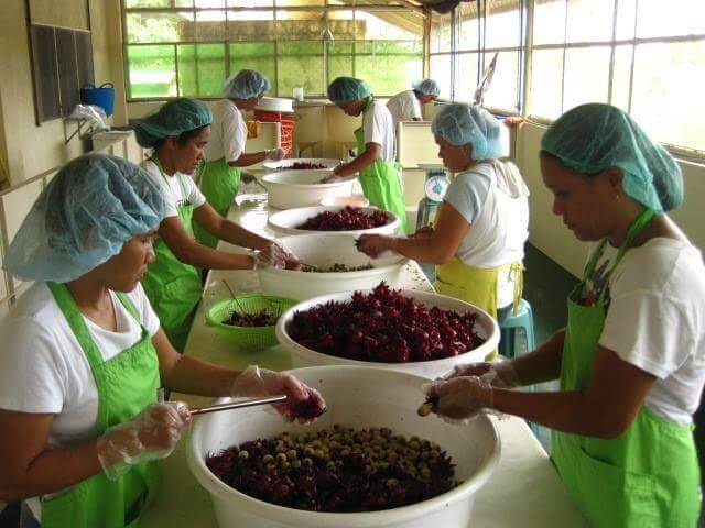 Harvesting, processing and drying organic roselle