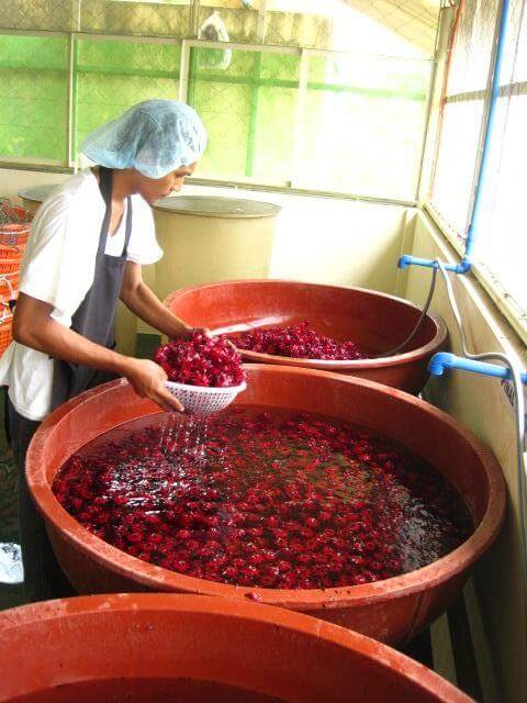 Harvesting, processing and drying organic roselle