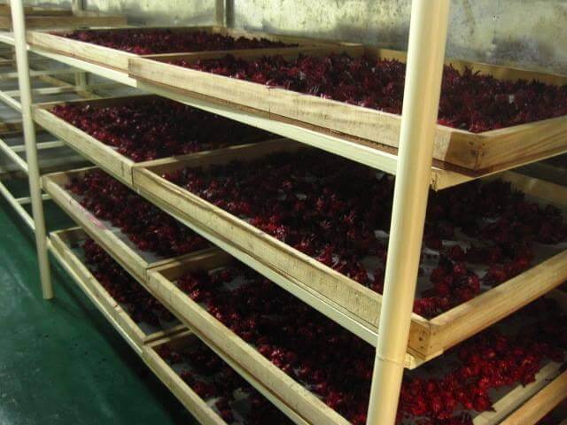 Harvesting, processing and drying organic roselle