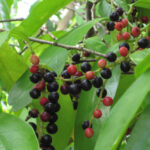 Philippine Medicinal herb Black currant tree/Bignay