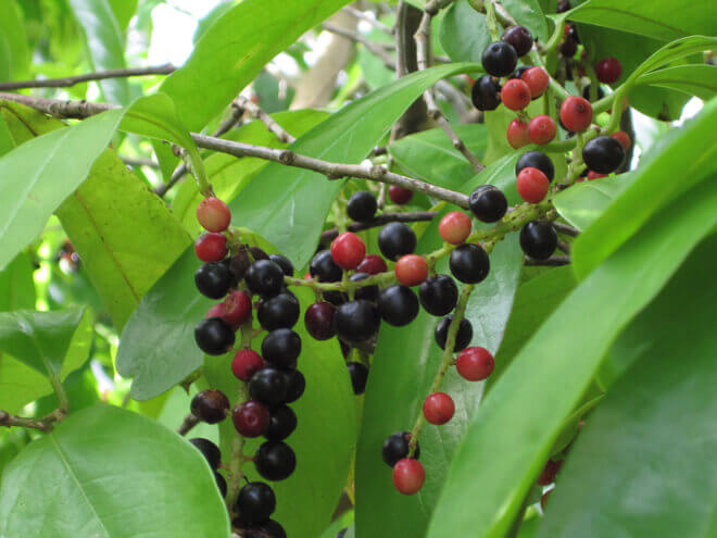 Philippine Medicinal herb Black currant tree/Bignay