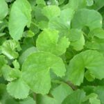 Philippine Medicinal herb Gotu kola/Takip kuhol