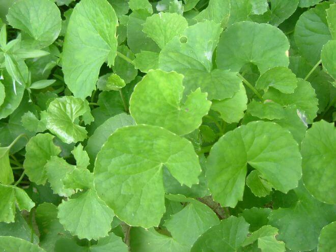 Philippine Medicinal herb Gotu kola/Takip kuhol