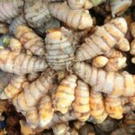 Philippine Medicinal herb Turmeric/Luyang dilaw