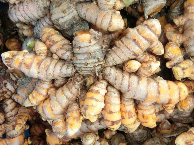 Philippine Medicinal herb Turmeric/Luyang dilaw