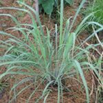 Philippine Medicinal herb Lemongrass/Tanglad