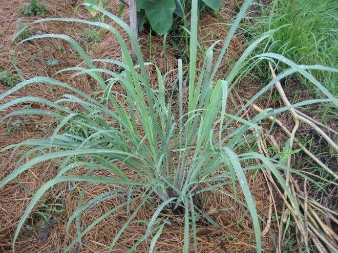 Philippine Medicinal herb Lemongrass/Tanglad