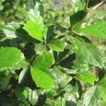 Philippine Medicinal herb Forest tea/Tsaang gubat