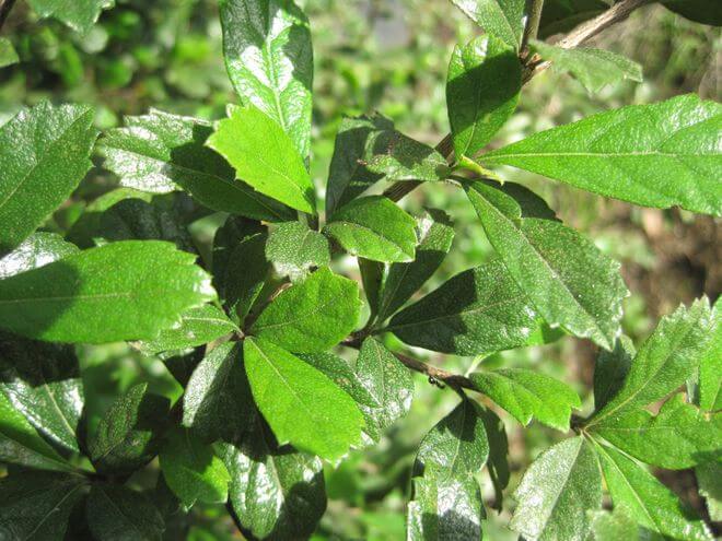 Philippine Medicinal herb Forest tea/Tsaang gubat