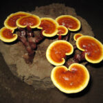 Philippine Medicinal herb Ganoderma