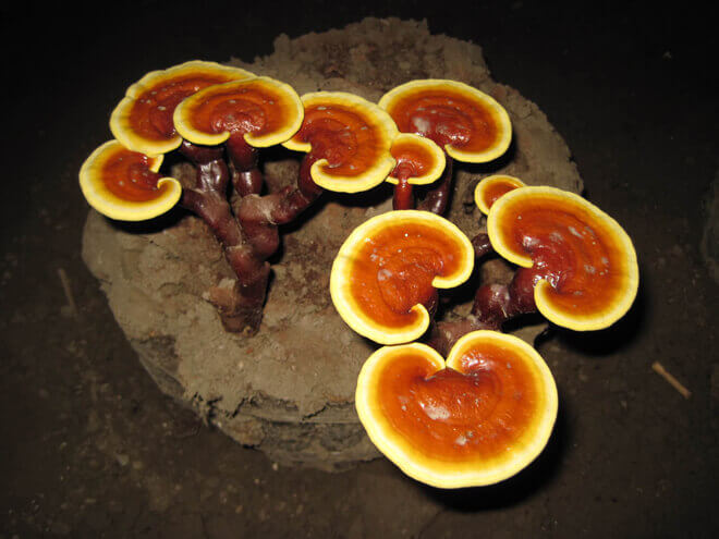 Philippine Medicinal herb Ganoderma