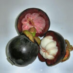 Philippine Medicinal herb Mangosteen/Mangostin