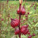 Philippine Medicinal herb Roselle/Rosel