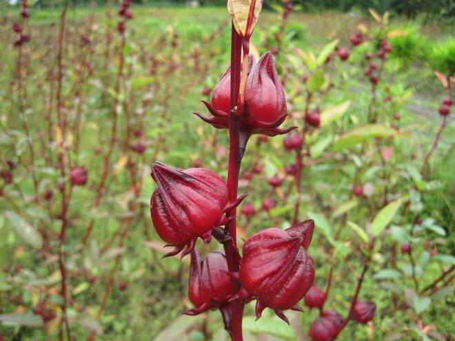 Philippine Medicinal herb Roselle/Rosel