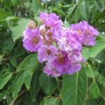 Philippine Medicinal herb Queen’s crape myrthle/Banaba