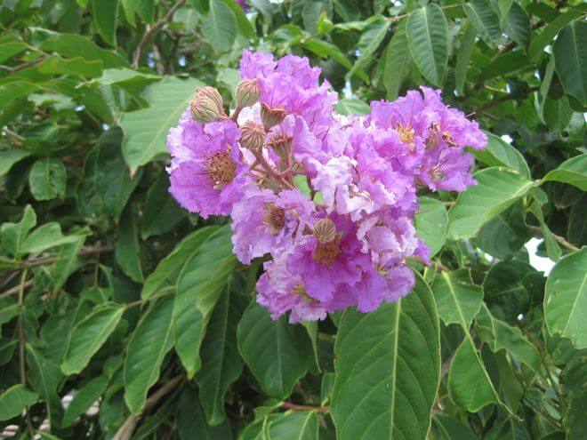 Philippine Medicinal herb Queen’s crape myrthle/Banaba