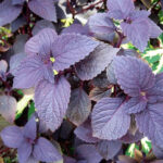 Philippine Medicinal herb Painted coleus/Mayana