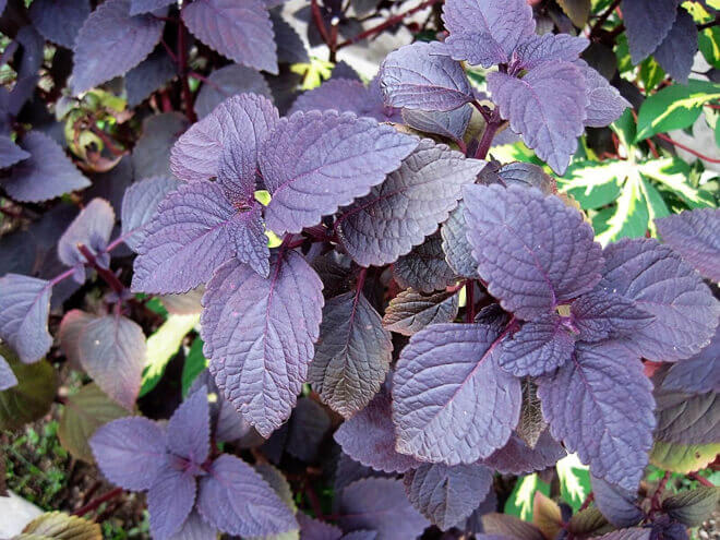 Philippine Medicinal herb Painted coleus/Mayana