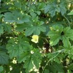 Philippine Medicinal herb Bitter gourd/Ampalaya