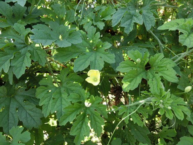 Philippine Medicinal herb Bitter gourd/Ampalaya