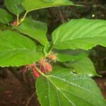 Philippine Medicanal herb Black Mulberry