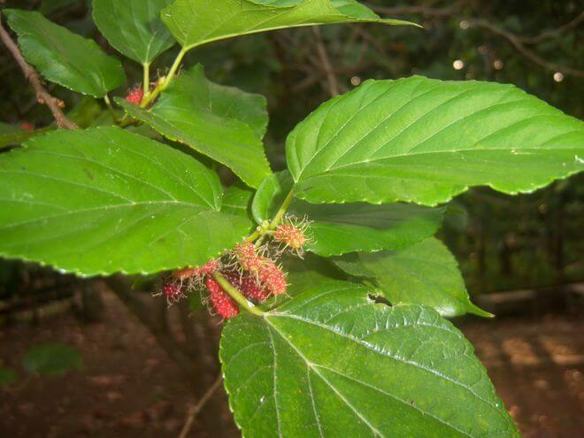 Philippine Medicanal herb Black Mulberry