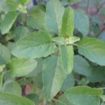 Holy basil/Sulasi