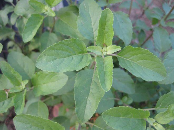 Philippine Medicinal herb Holy basil/Sulasi