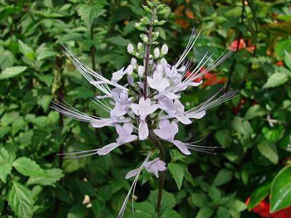 Philippine Medicinal herb Cat’s whiskers/Balbas pusa