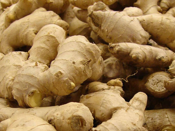 Philippine Medicinal herb Ginger/Luya