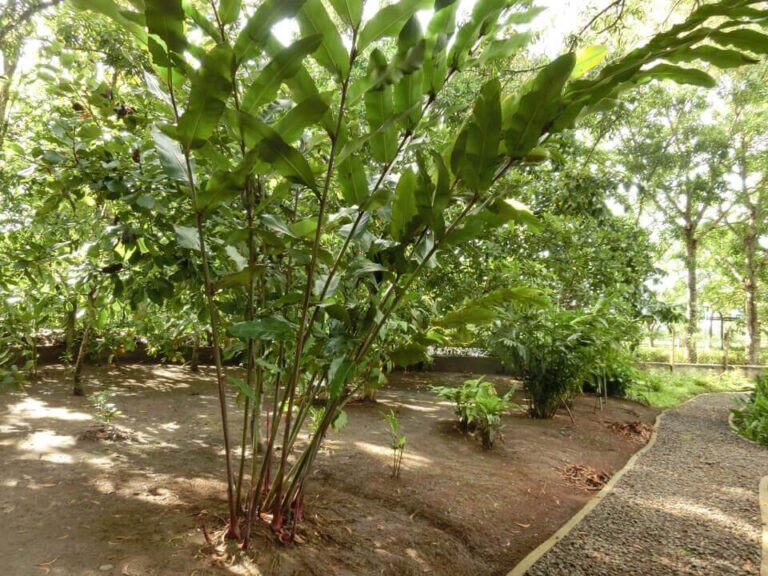 Herbanext Botanical Garden