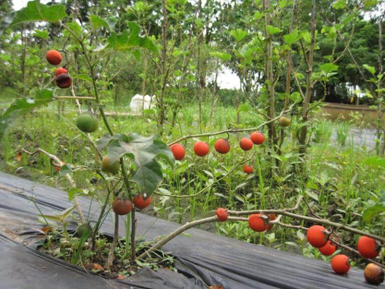 Herbanext Farm Herbee's garden