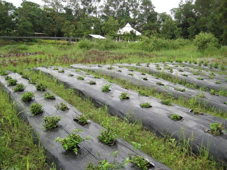 Herbanext Farm Herbee's garden