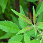 Philippine Medicinal herb Five-leaved chaste tree/Lagundi