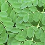 Philippine Medicinal herb Moringa/Malunggay