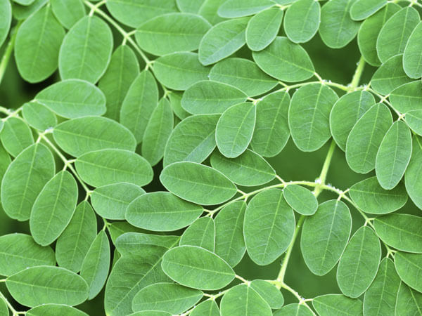 Philippine Medicinal herb Moringa/Malunggay