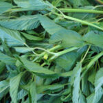 Philippine Medicinal herb Jute mallow/Saluyot