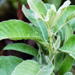 Philippine Medicinal herb Blumea camphor/Sambong