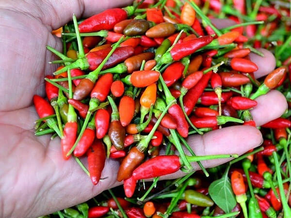 Philippine Medicinal herb Capsicum fructescens (Sili)